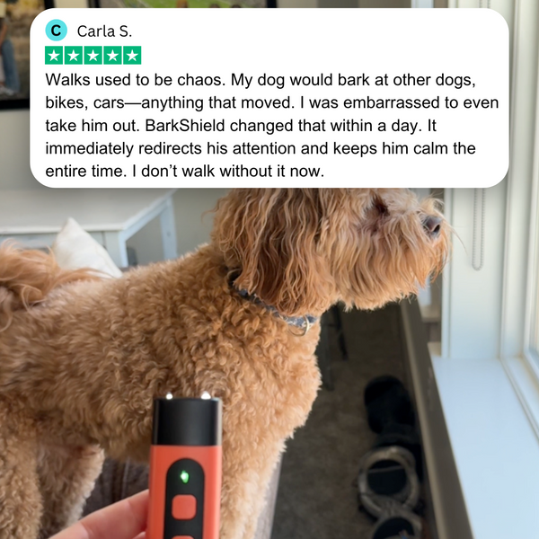 "Happy Tails, Heartfelt Stories 🐾"